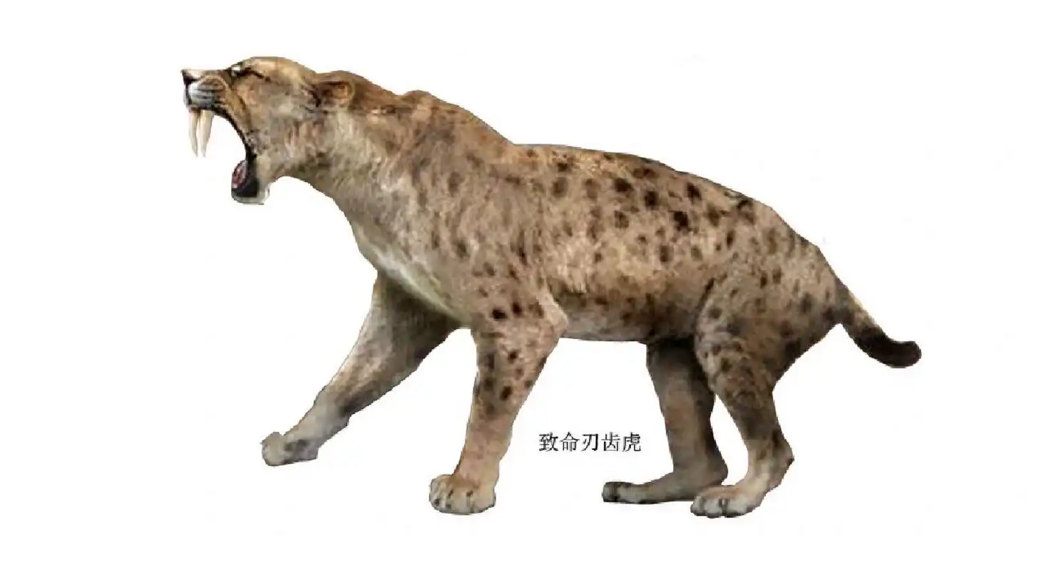 刃齿虎 毁灭刃齿虎 致命刃齿虎 纤细刃齿虎 剑齿虎中最具代表性的是美