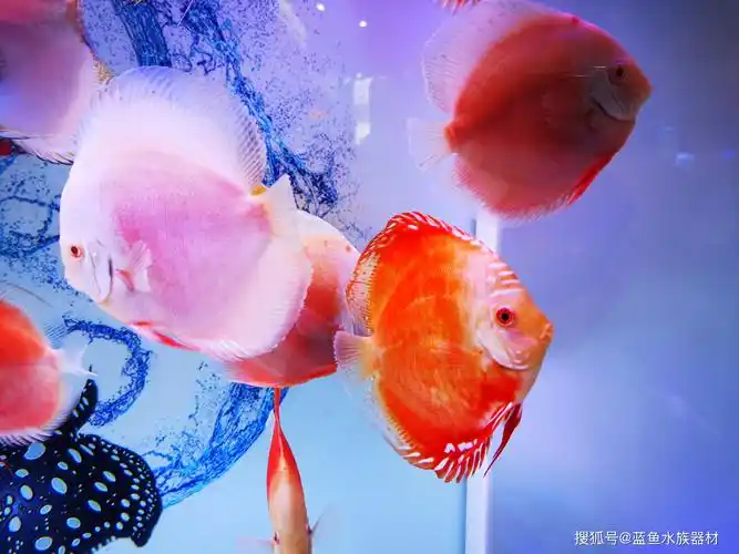 七彩神仙鱼繁殖