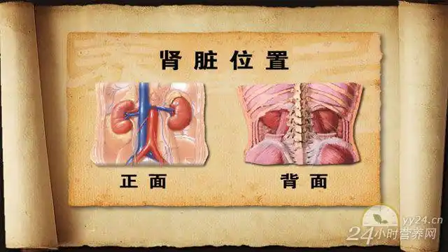 养生堂视频20130706伤肾那些事儿1肾脏疾病尿毒症慢性肾病腰疼钠