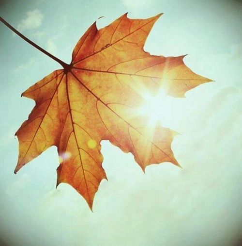 跪求唯美,小清新头像,不要真人的