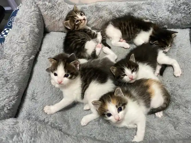 捡来的布偶生的小猫咪