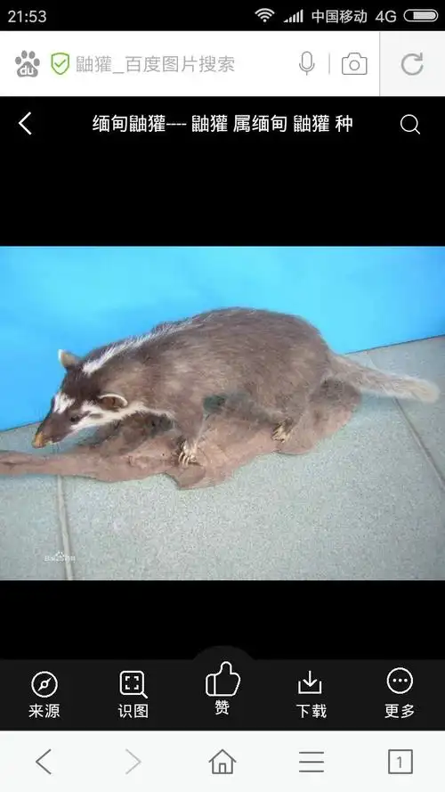 追答 鼬獾.也叫白鼻冲.