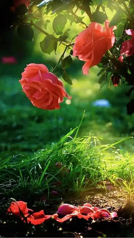 这不是花,是生活的解药,如果说阳光可以治愈心情,那么鲜花一定 - 抖音