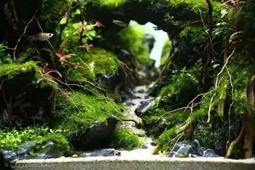 虽然这个缸体不大,但是其用心程度绝对不亚于维护一个60cm或90cm缸体