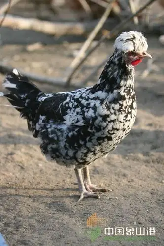 2元一枚不二价 墙头贵妃鸡蛋论个卖-新闻中心-中国宁波网