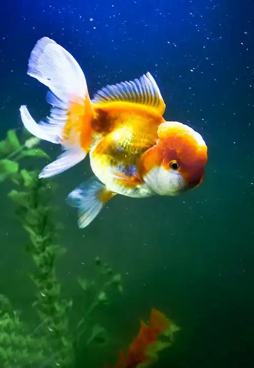 你一定没见过这么漂亮的金鱼.你见过有表情的金鱼吗?