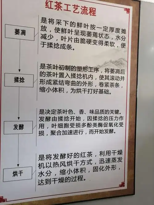 采茶制茶技术活,茶道文化学问多
