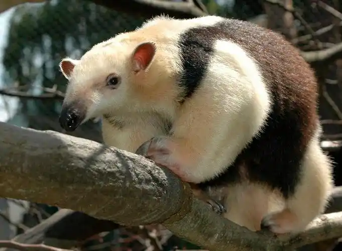 p>小食蚁兽(学名: i>tamandua tetradactyla /i>):是哺乳纲,披毛目的