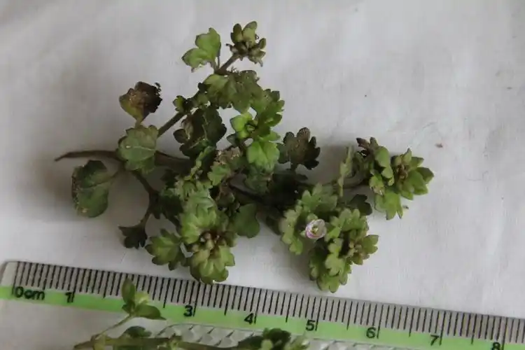 路边一野生植物贴地而生,叶对生,掌状浅裂,小花四瓣直径3mm紫白两色