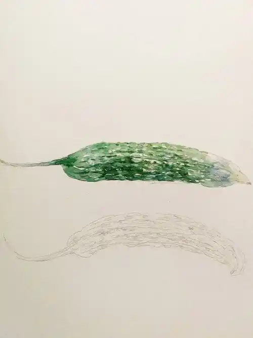 贾绍萍轻水彩系列:一日三餐之苦瓜-齐鲁晚报·齐鲁壹点