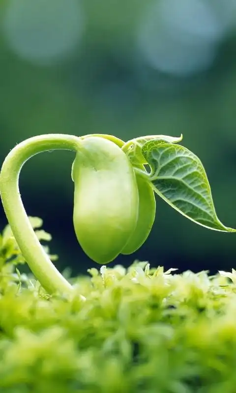 侯小猴没事表扯皮从answer厮守♂转采于2021-06-11 17:38:19绿芽国风