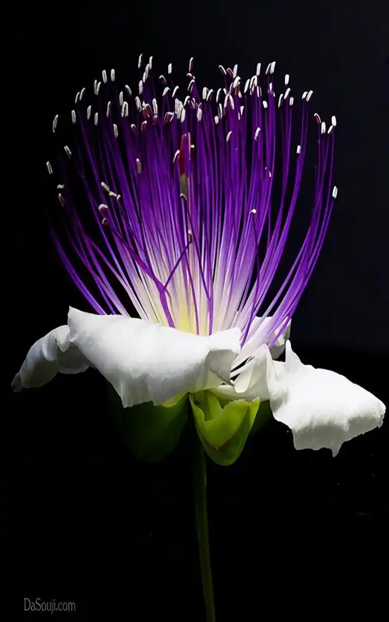 全球最美的花儿,你看过见过?