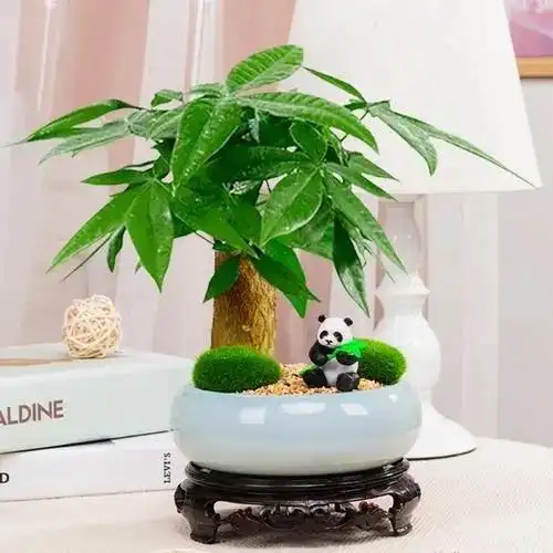 招财树又名发财树,它的寓意极好,有着招财进宝,吉祥如意的美好寓意