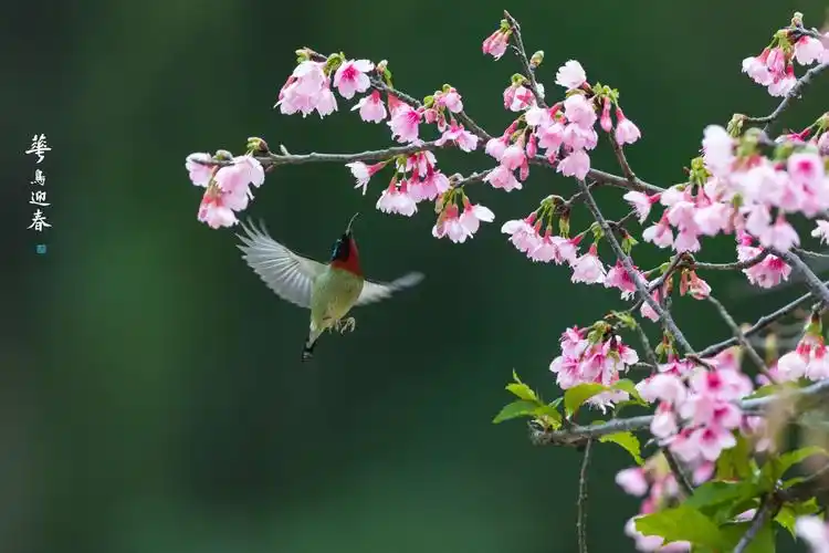 鸟语花香迊新春