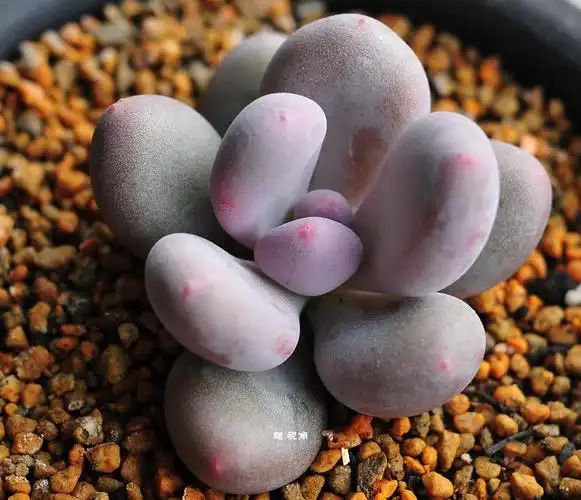 桃美人养殖需要注意事项