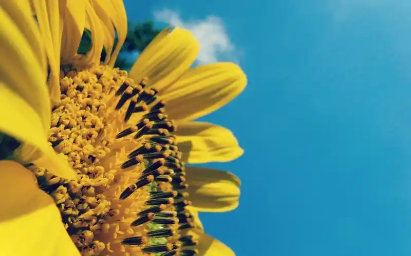 首页 桌面壁纸 植物壁纸 唯美向日葵高清图片电脑壁纸