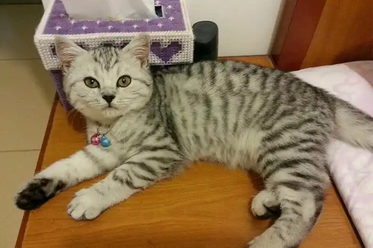 10张美国短尾猫图片赏析