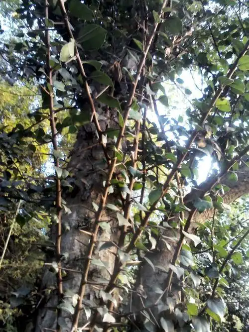 这叫什么树,长了很多刺,四季青