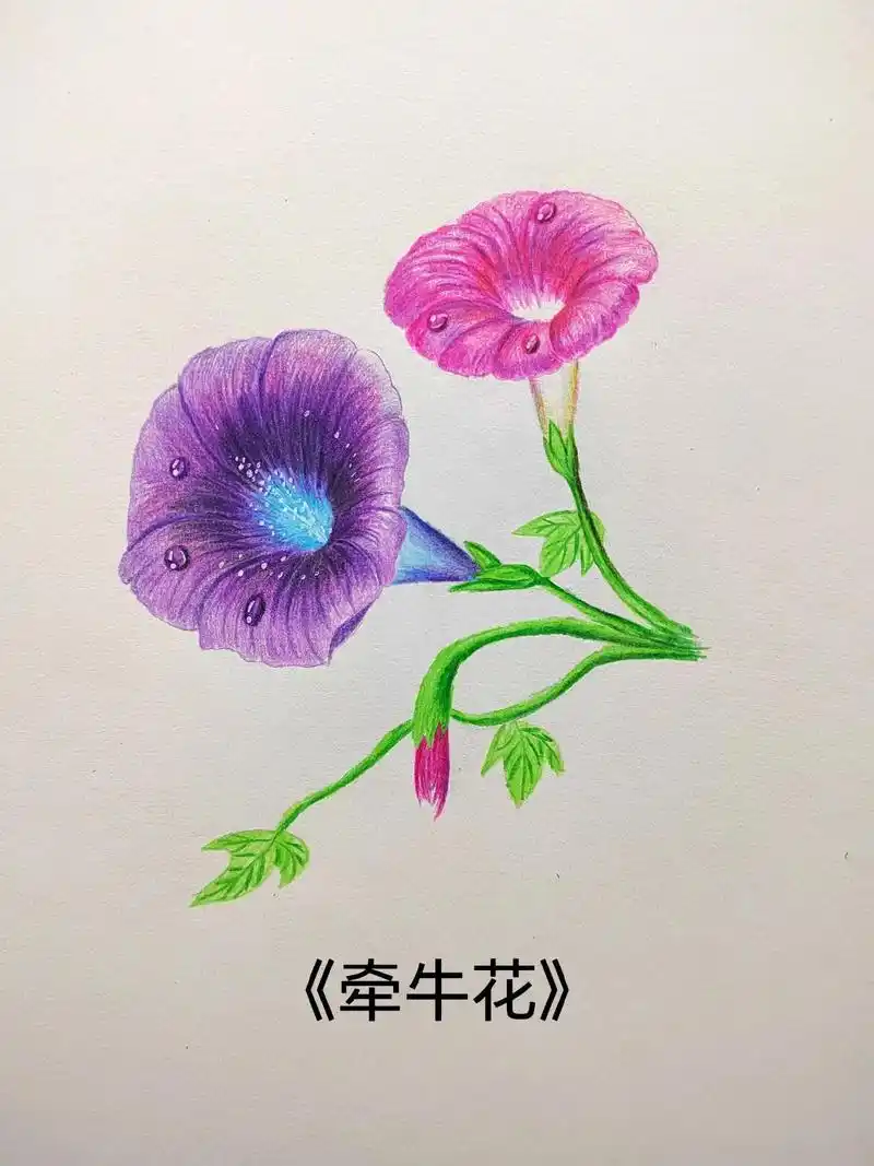 画画 #彩铅 #手绘 #零基础教学 简单易学的彩铅花朵《牵牛花》画法