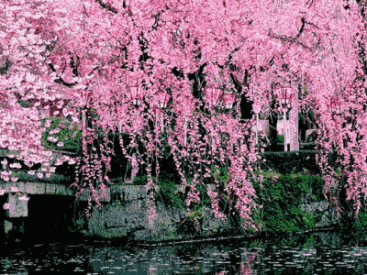 唯美动态图片_百度图片搜索