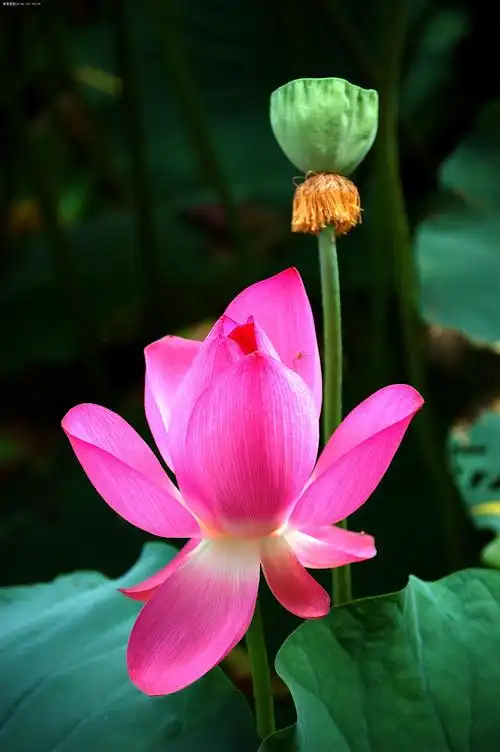 终于拍到红色的荷花