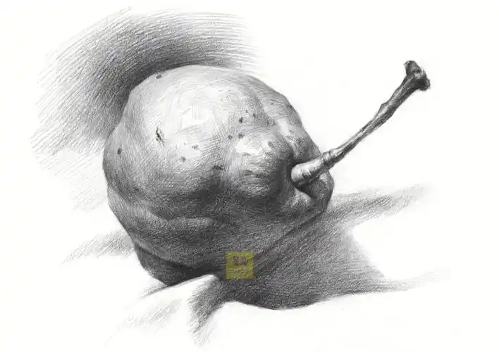 静物素描单体梨绘画详细步骤