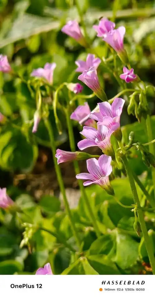 壁纸 花 桌面 640_1226 竖版 竖屏 手机