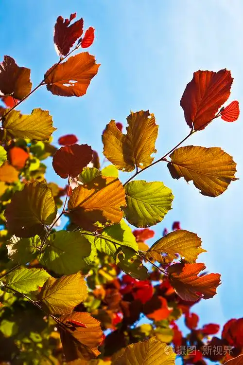 桦树上美丽的叶子