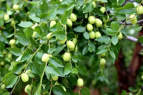 夏至时分(阳历6月21日),枣花脱落,枣叶子下面渐渐出现绿豆大