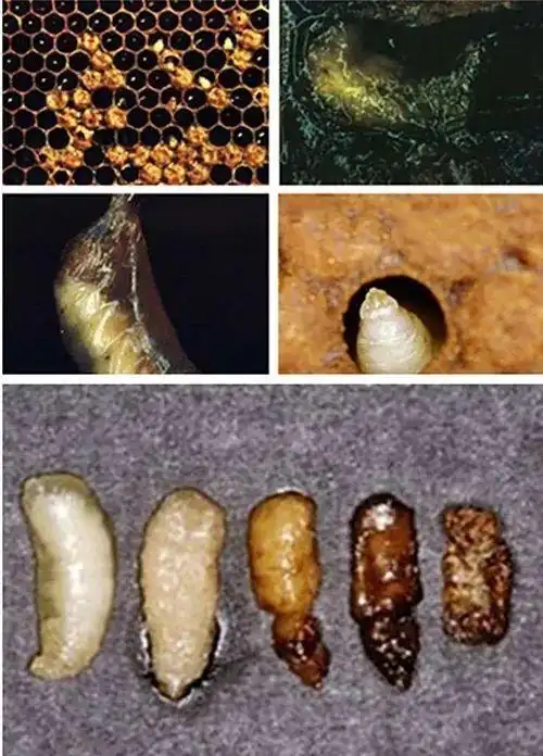 蜂病防治一览表