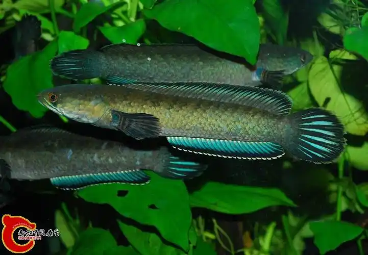 求专家指导南鳢和月鳢区别在哪里