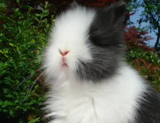 巨型安哥拉兔好养吗?最基本的喂养方法,新手还不学习_