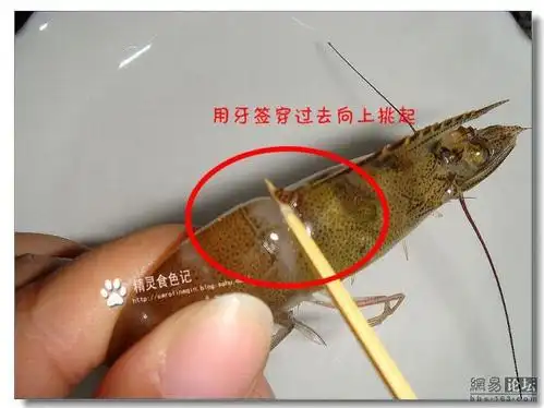 第一步:左手捏住虾,右手拿牙签插穿膜 (在头部与第一节虾壳的中间