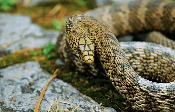 中国最牛的无毒蛇可吞食五步蛇或许只有眼镜王蛇能抗衡