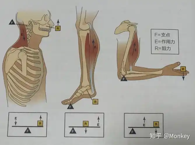 3力速度曲线力偶关系肌肉杠杆关节运动
