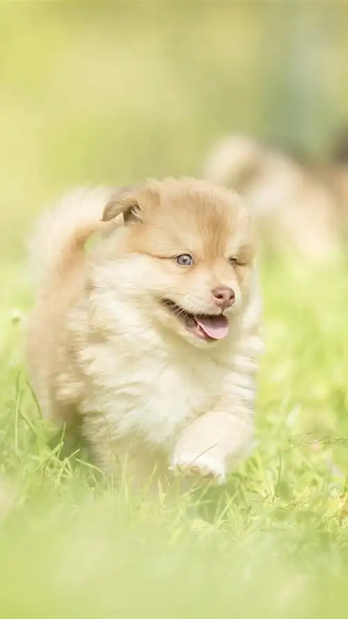 毛茸的小狗,绿草,夏天 iphone 壁纸