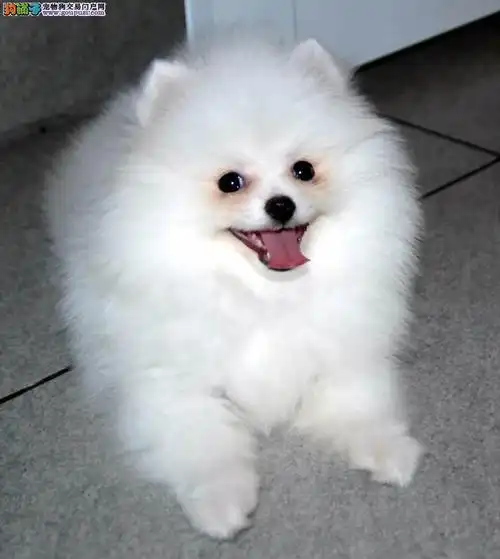 家养的白富美可爱公主小体纯种球体博美犬出售中