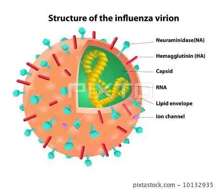 stock illustration: structure of the influenza virion. virus.