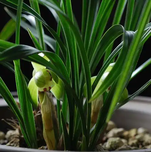 春兰篇-中国兰花交易网社区