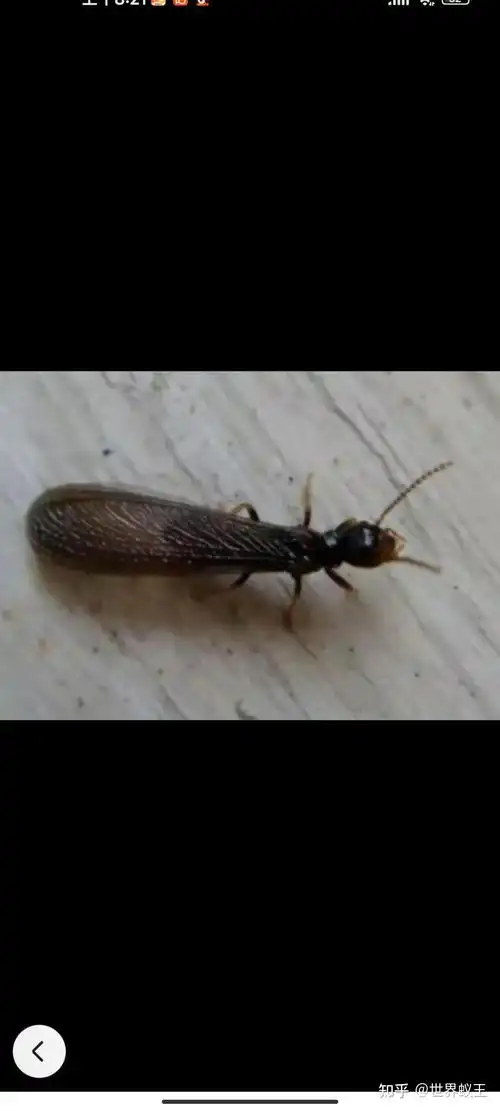 请问一下这是一种什么样的蚂蚁,长大后有翅膀,对房屋有破坏吗?