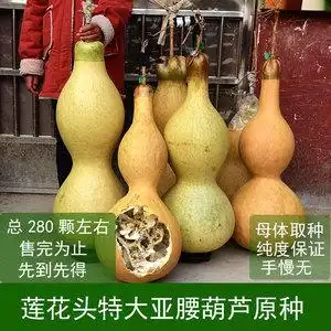 天然特大葫芦种子原种巨型超大葫芦籽莲花头巨型大亚腰葫芦原种