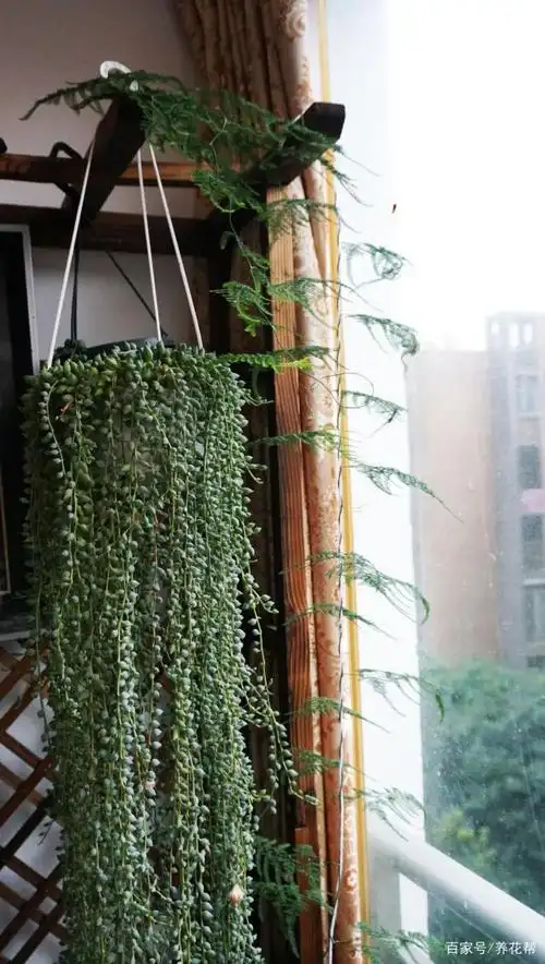 换个大盆,让你的文竹爬满墙!