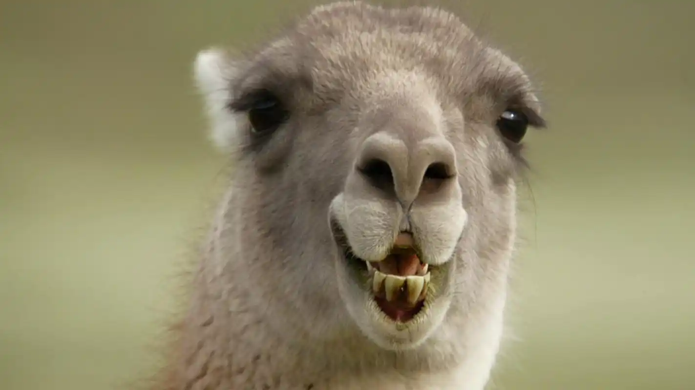 美洲驼(llama)俗称 大羊驼,生长在安第斯高原地区.