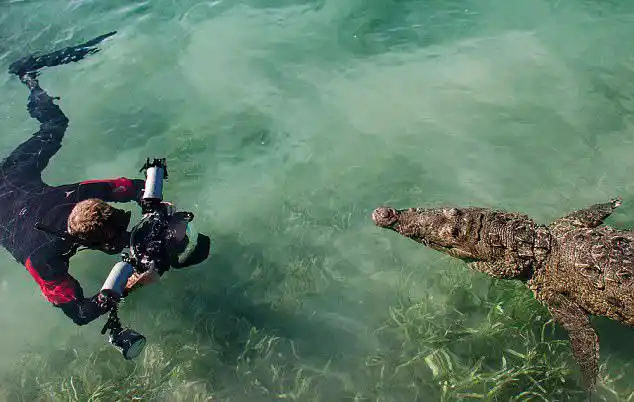 摄影师与三米巨鳄亲密接触 拍生动照片