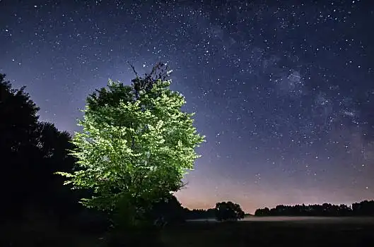 树,夜晚,星空,夏天,夜空,银河