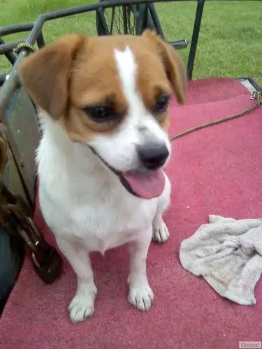 急!寻狗!3.8日早晨在天桥附近走失黄白花小狗!附图!