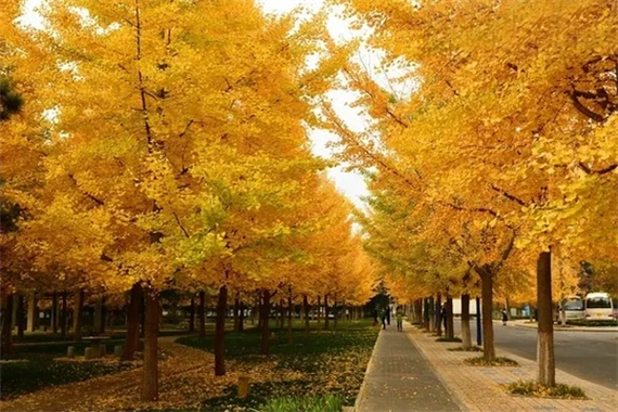 引入中国,悬铃木树形雄伟,枝叶茂密,是世界著名的优良庭荫树和行道树