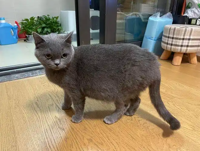 上海领养吸猫要趁早啊一窝毛绒绒的混血小英短