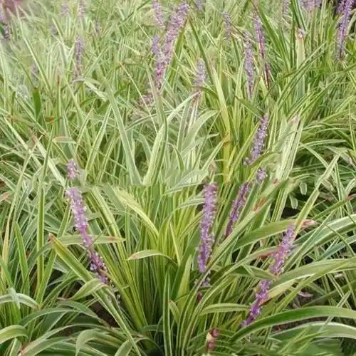 金边沿阶草多少钱一斤--基地报价