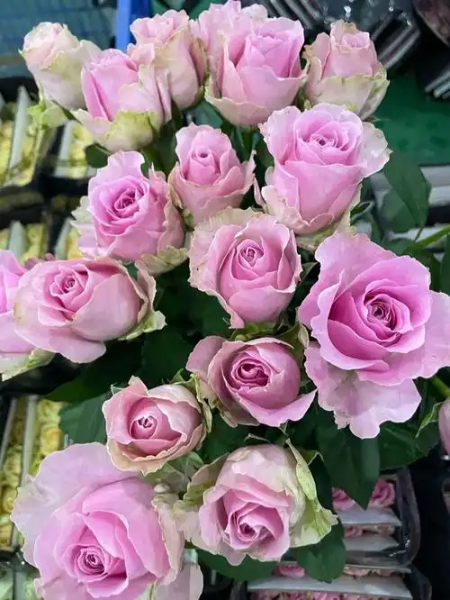 每日鲜花丨玫瑰雪山系列甜蜜雪山